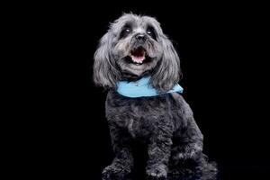 studio tiro di un adorabile havanese cane foto