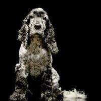 studio tiro di un adorabile inglese cocker spaniel foto