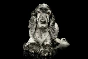 studio tiro di un adorabile inglese cocker spaniel foto