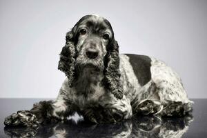 studio tiro di un adorabile inglese cocker spaniel foto