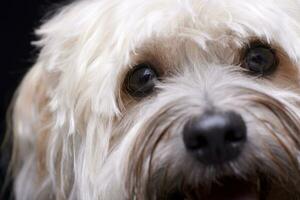 ritratto di un adorabile shi-tzu foto