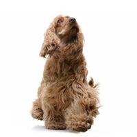 studio tiro di un adorabile inglese cocker spaniel foto