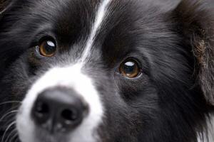 vicino ritratto di un adorabile confine collie foto