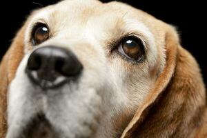 vicino ritratto di un adorabile beagle foto