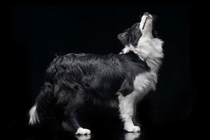 studio tiro di un adorabile confine collie foto