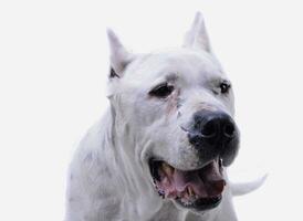 ritratto di un adorabile dogo argentino guardare soddisfatto foto