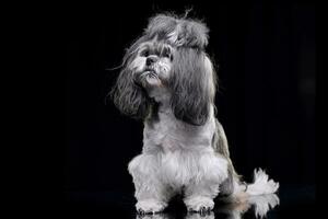 studio tiro di un adorabile shih-tzu cane foto