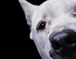 vicino ritratto di un adorabile dogo argentino guardare curiosamente a il telecamera foto