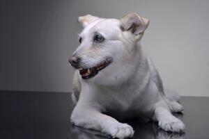 studio tiro di un adorabile misto razza cane foto