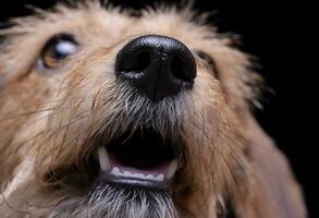 ritratto di un adorabile filo dai capelli bassotto mescolare cane guardare su curiosamente foto