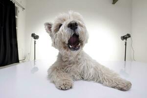 studio tiro di un adorabile ovest montanaro bianca terrier foto