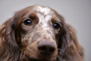 ritratto di un' carino bassotto cucciolo foto