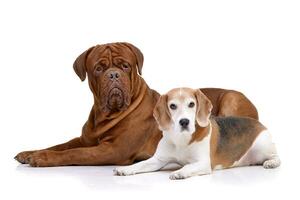 studio tiro di un adorabile dogue de bordò e un' beagle foto