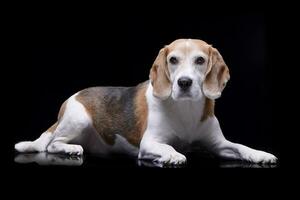 studio tiro di un adorabile beagle foto