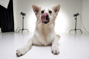 studio tiro di un adorabile misto razza cane foto