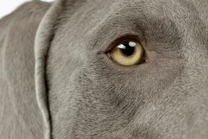 vicino ritratto di un adorabile Weimaraner foto