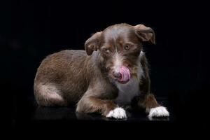 studio tiro di un adorabile confine collie foto