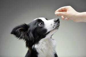 mano alimentazione di un adorabile confine collie foto