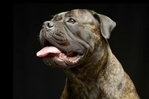 ritratto di un adorabile Toro mastino foto