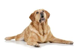 studio tiro di un adorabile labrador cane da riporto foto