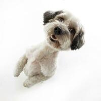 un adorabile misto razza cane in piedi su Due gambe foto