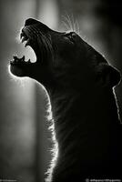 pantera ruggito bocca studio silhouette foto nero bianca retroilluminato ritratto movimento contorno tatuaggio