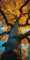 autunno arancia albero caduta tranquillo, calmo paesaggio la libertà scena bellissimo natura sfondo foto