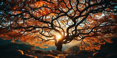 autunno arancia albero caduta tranquillo, calmo paesaggio la libertà scena bellissimo natura sfondo foto