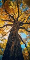 autunno arancia albero caduta tranquillo, calmo paesaggio la libertà scena bellissimo natura sfondo foto