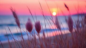 fiori messa a fuoco tramonto la tranquillità grazia paesaggio zen armonia quiete unità armonia fotografia foto