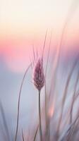 fiori messa a fuoco tramonto la tranquillità grazia paesaggio zen armonia quiete unità armonia fotografia foto