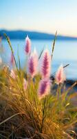 fiori messa a fuoco tramonto la tranquillità grazia paesaggio zen armonia quiete unità armonia fotografia foto