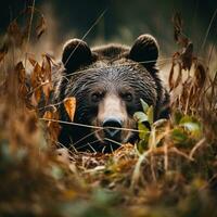 orso grizzly nascosto predatore fotografia nazionale geografico stile 35 millimetri documentario sfondo foto