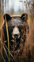 orso grizzly nascosto predatore fotografia nazionale geografico stile 35 millimetri documentario sfondo foto