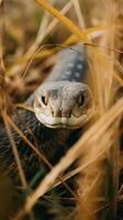 serpente nascosto predatore fotografia erba nazionale geografico stile 35 millimetri documentario sfondo foto