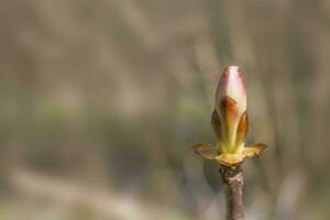 piccolo delicato primo primavera germoglio su un' albero ramo foto