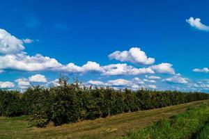 raccolta delle mele nella vecchia terra di Amburgo foto