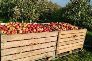 raccolta delle mele nella vecchia terra di Amburgo foto