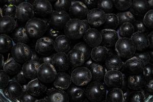 sorbo nero aronia chokeberry foto