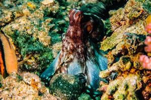 polpo re del camuffamento nel mar rosso, eilat israele foto