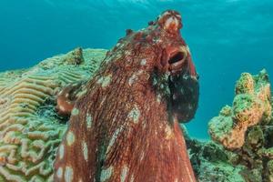 polpo re del camuffamento nel mar rosso, eilat israele foto