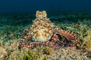 polpo re del camuffamento nel mar rosso, eilat israele foto