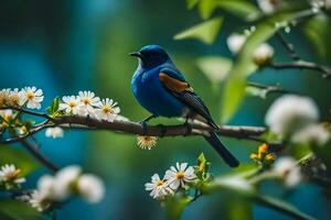 un' blu uccello si siede su un' ramo con bianca fiori. ai-generato foto