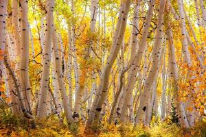 alberi di pioppi retroilluminati nelle zone rurali del Colorado durante il periodo autunnale foto