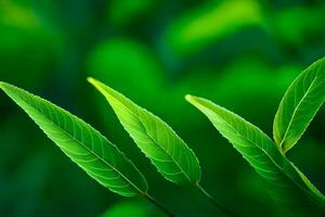 verde le foglie su un' pianta con un' sfocato sfondo. ai-generato foto