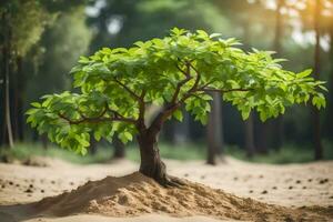 un' piccolo albero in crescita su di il sabbia nel il mezzo di un' foresta. ai-generato foto