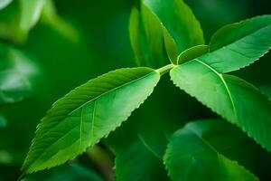 un' vicino su di un' verde foglia su un' albero. ai-generato foto