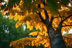 un' albero con giallo le foglie nel il sfondo. ai-generato foto
