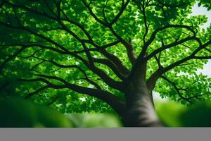 un' albero con verde le foglie e luce del sole. ai-generato foto