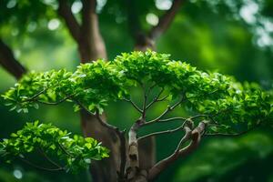 un' albero con verde le foglie nel davanti di un' verde sfondo. ai-generato foto